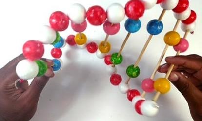 Modelo do DNA - Como fazer - DIVERSA - Educação inclusiva na prática
